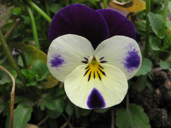 cornuta-penny-F1--white-jump-up-.jpg