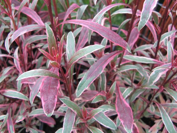 gaura-lindheimeri--passionate-rainbow-.jpg