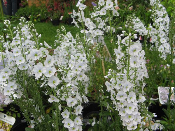veronica-gentianoides--pallida-.jpg
