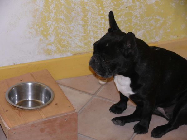 sasha devant sa gammelle