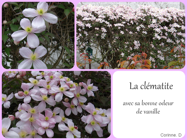 Clematite-2014.png