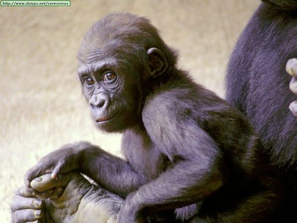 Primates.jpg