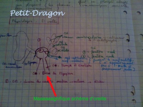 Diapositive2-copie-2