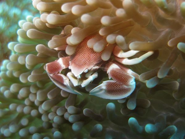 crabeporcelaine