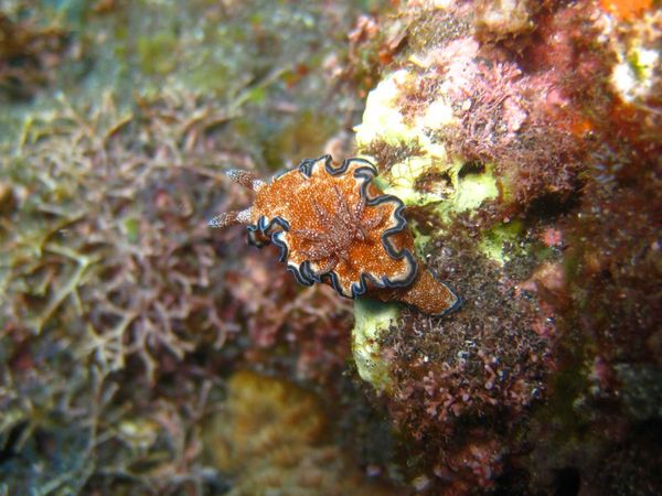 Glossodoris cincta 02