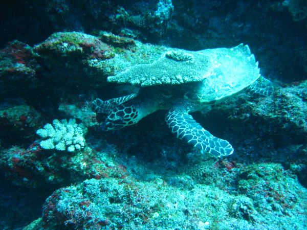 Tortue verte 07