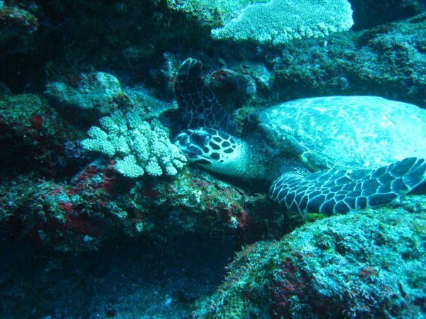 Tortue verte 08
