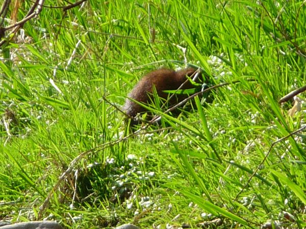 rencontre entre rat