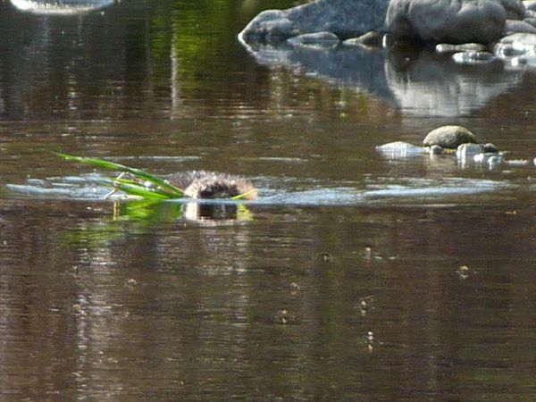 rencontre rat