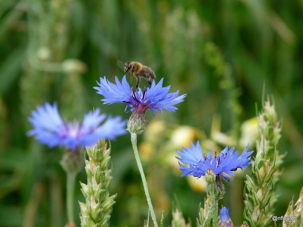 BELLECOUR VEGETAL2011 069 (10)