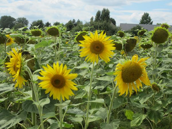 1-champ-tournesols.JPG