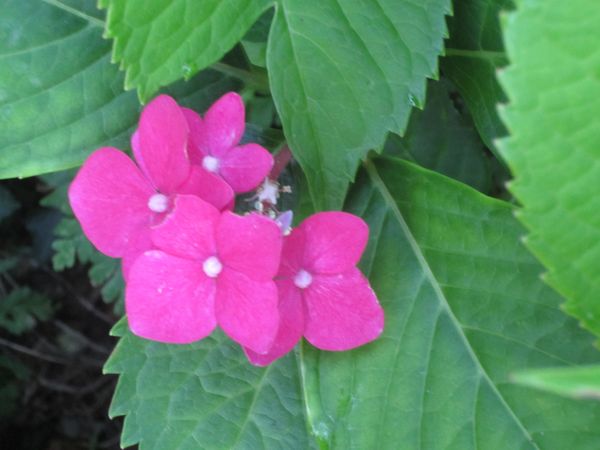 18-hortensia-du-jardinoux--JPG