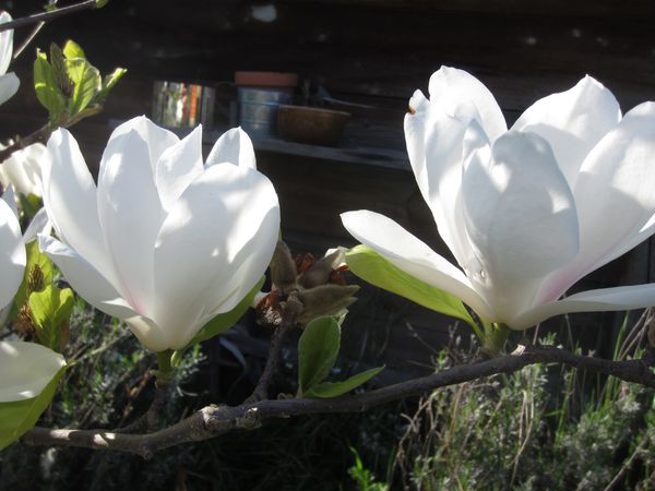 1-magnolia-du-matin.JPG
