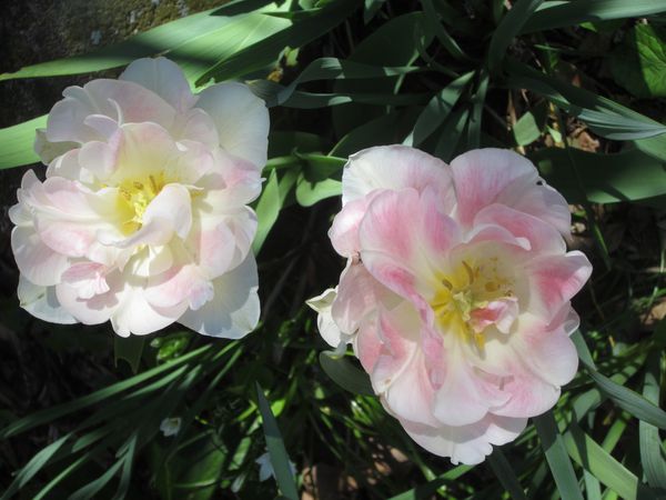5--tulipes-angeliques.JPG