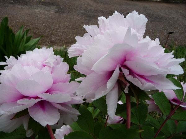 P1020273--640x480-.jpg