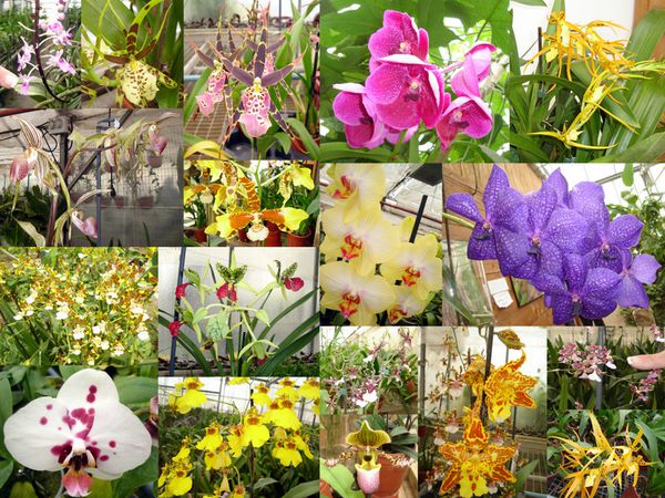 Orchidees.jpg