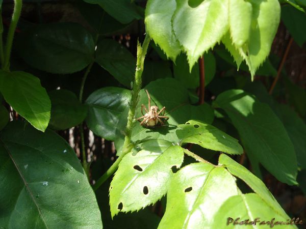 araignee-pucerons-jardin-photofarfouille-6