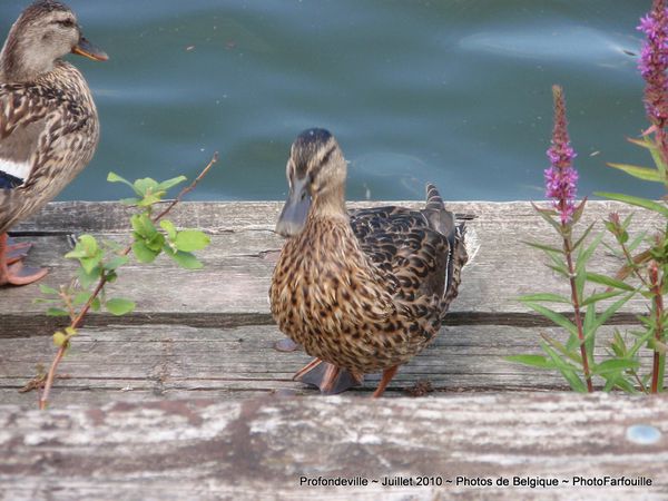 bord-de-meuse-profondeville-photofarfouille (17)