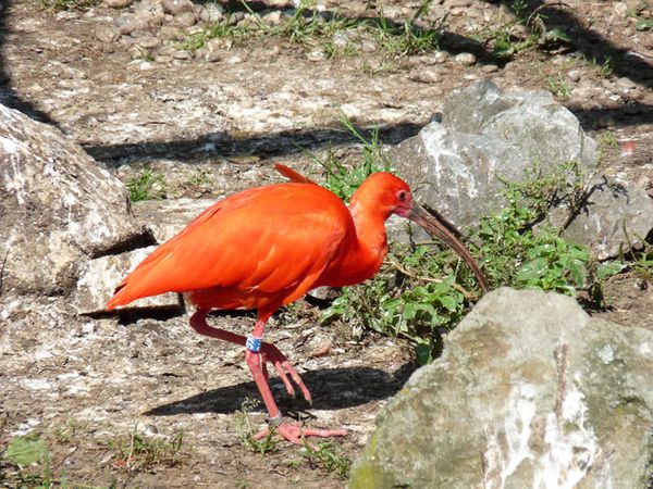 Eudocimus-ruber-ibis-rouge-03