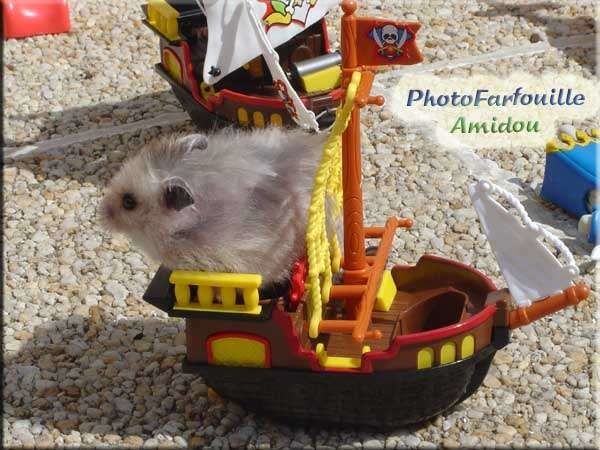 hamster culture Amidou-hamster-bateau-pirate