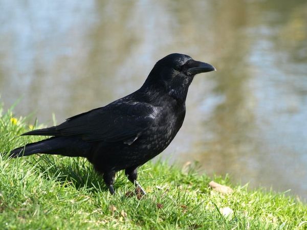 oiseau-noir-marie--1-.jpg