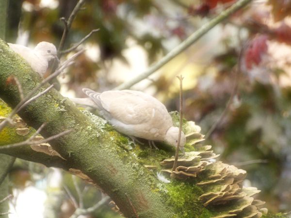 pigeons-marie-photofarfouille-4