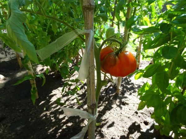 Première tomate 1