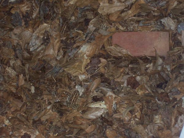 Toad---2--copie-1.JPG