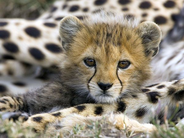 63cute-cheetah-cub.jpg