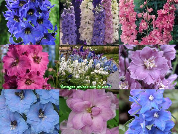 delphinium.jpg