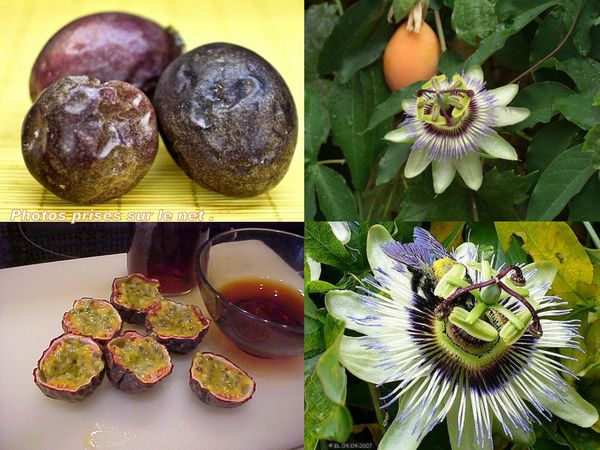 fruit-passion.jpg