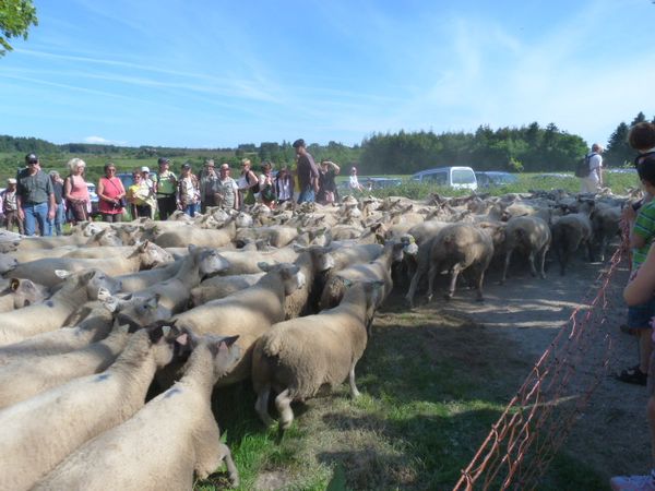 transhumance du 21 mai 2011 (39)