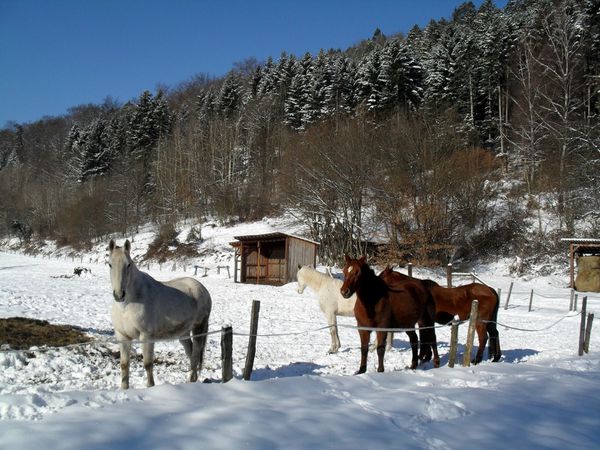 C02 - chevaux [1600x1200]