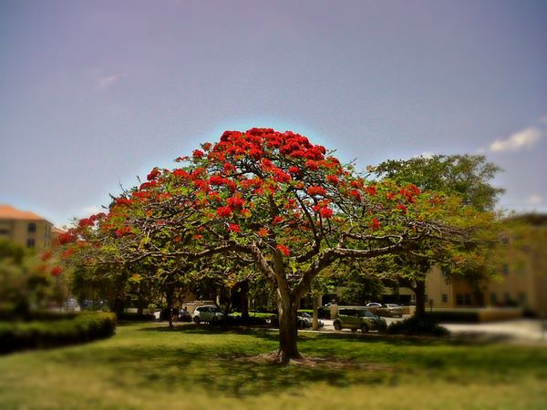Poinciana