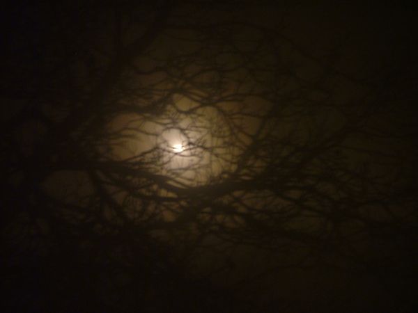 brouillard.JPG