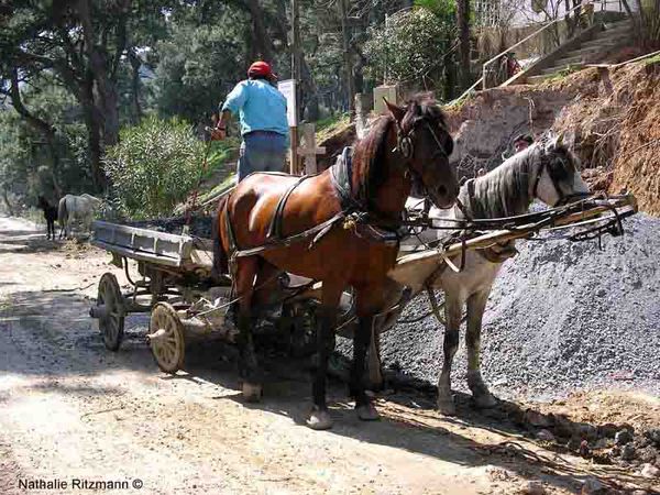 Chevaux-au-travail-copy.jpg