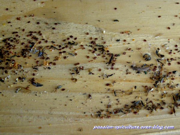 Varroas morts (2)