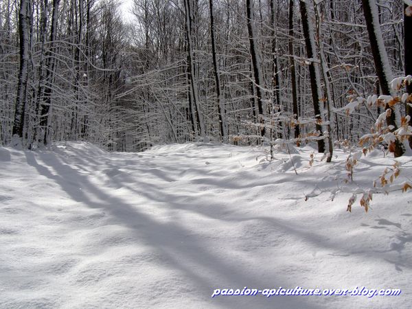 Neige (2)