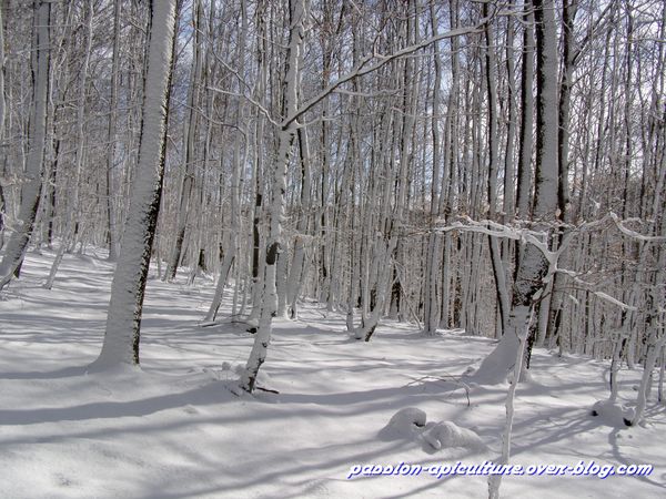 Neige (3)