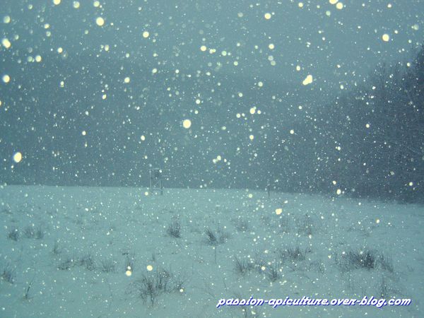 Neige du 6 mars 2010 (2)
