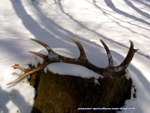 mue de cerf