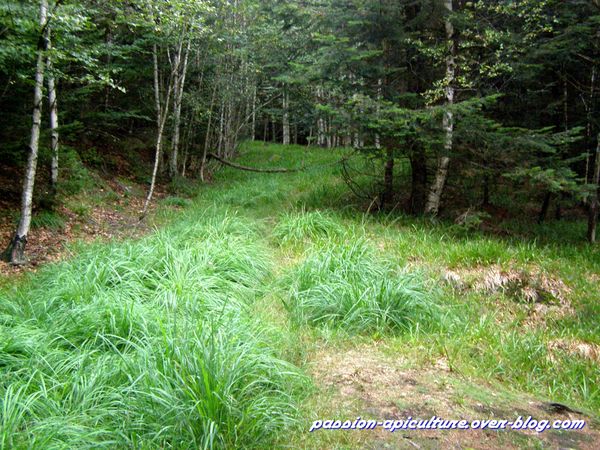 10 Balade en forêt (3)