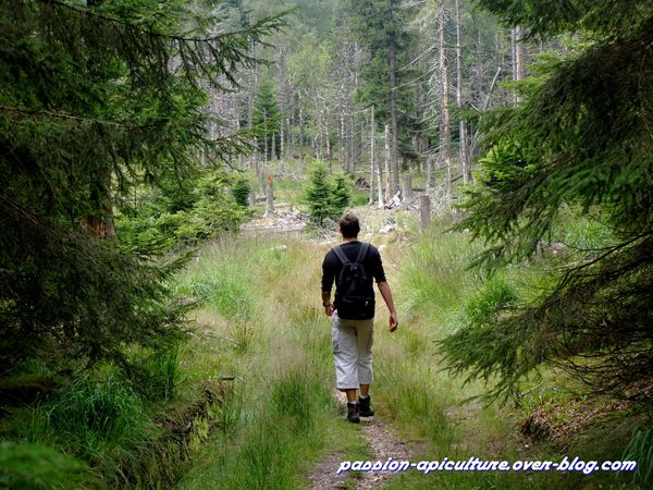 1Balade en forêt (1)