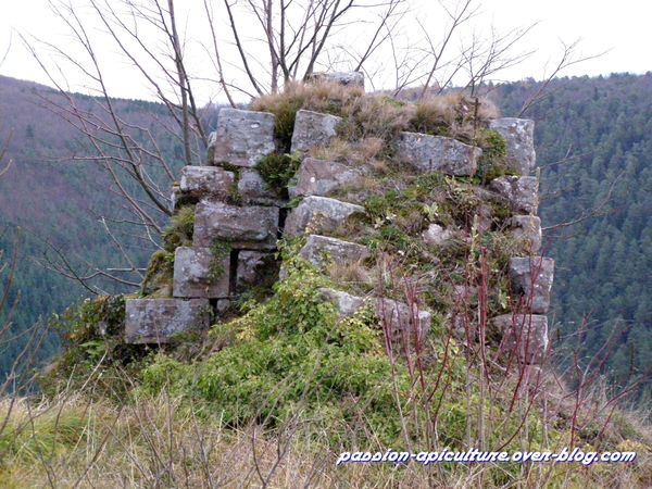 11 Le grand Ringelstein (4)