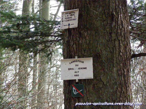 2 rocher du Pfaffenlap (2)