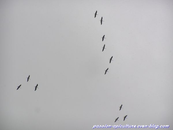 les grues sauvages (1)