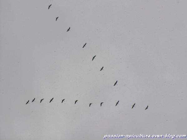 les grues sauvages (2)