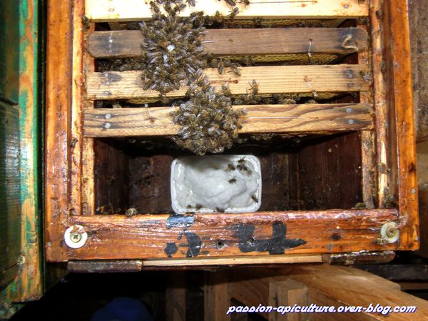 Ruche morte de faim (7)