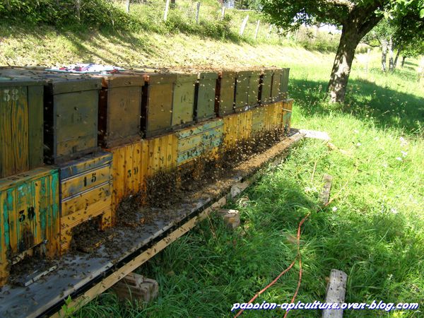 La récolte du miel de châtaignier (7)