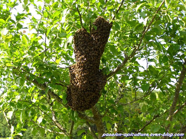 Essaim d'abeilles 2012 (3)